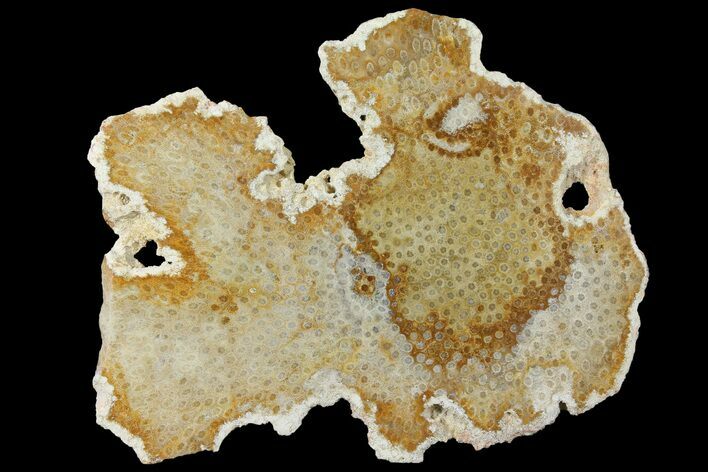 Polished, Fossil Coral Slab - Indonesia #121901